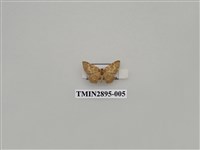 藏品(尺蛾634)的圖片